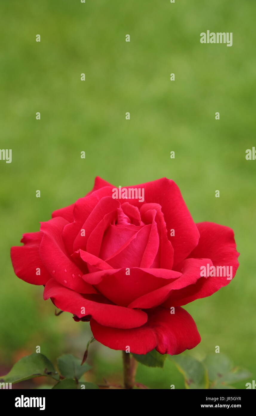 Rosa 'Ruby Wedding', hybrid tea rose in full bloom in an English garden border in summer (June), UK Stock Photo