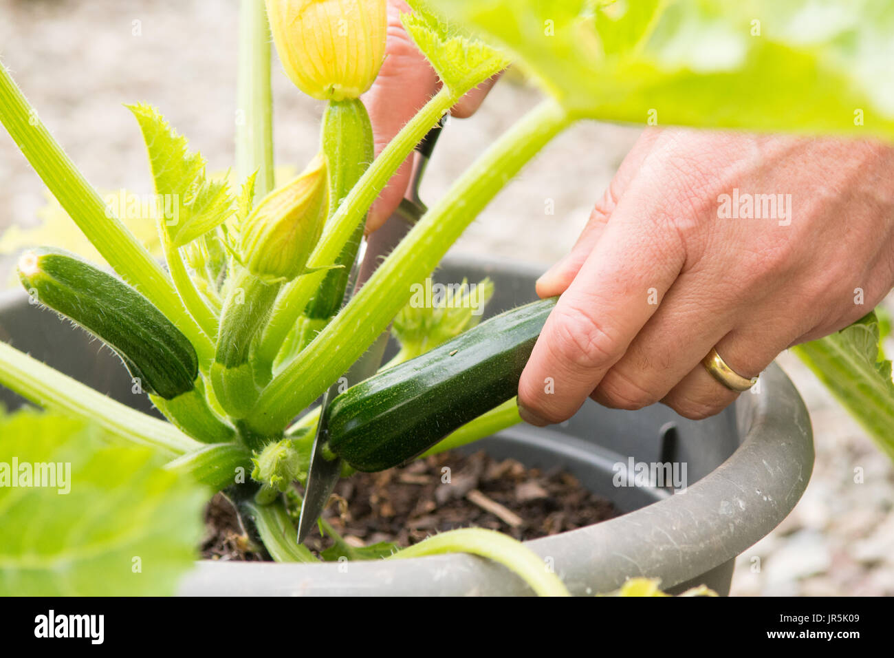 Courgette plant in container hires stock photography and images Alamy