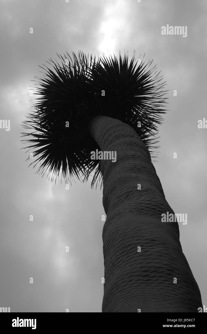 Bottom view of a dragon tree with a very cloudy sky Stock Photo