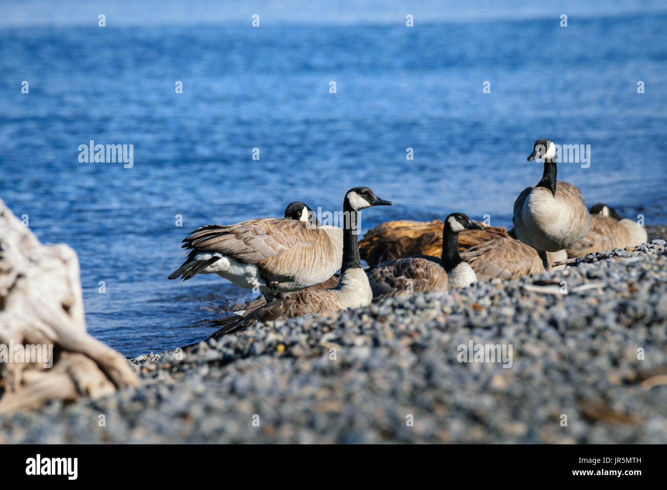 Group of Canada geese resting on rocks, pebble. Closeup. Yellowstone