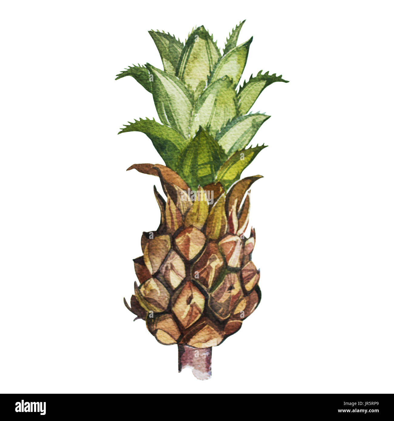 Pineapple isolated on white background. Tropical set, Watercolor sketch. Stock Photo