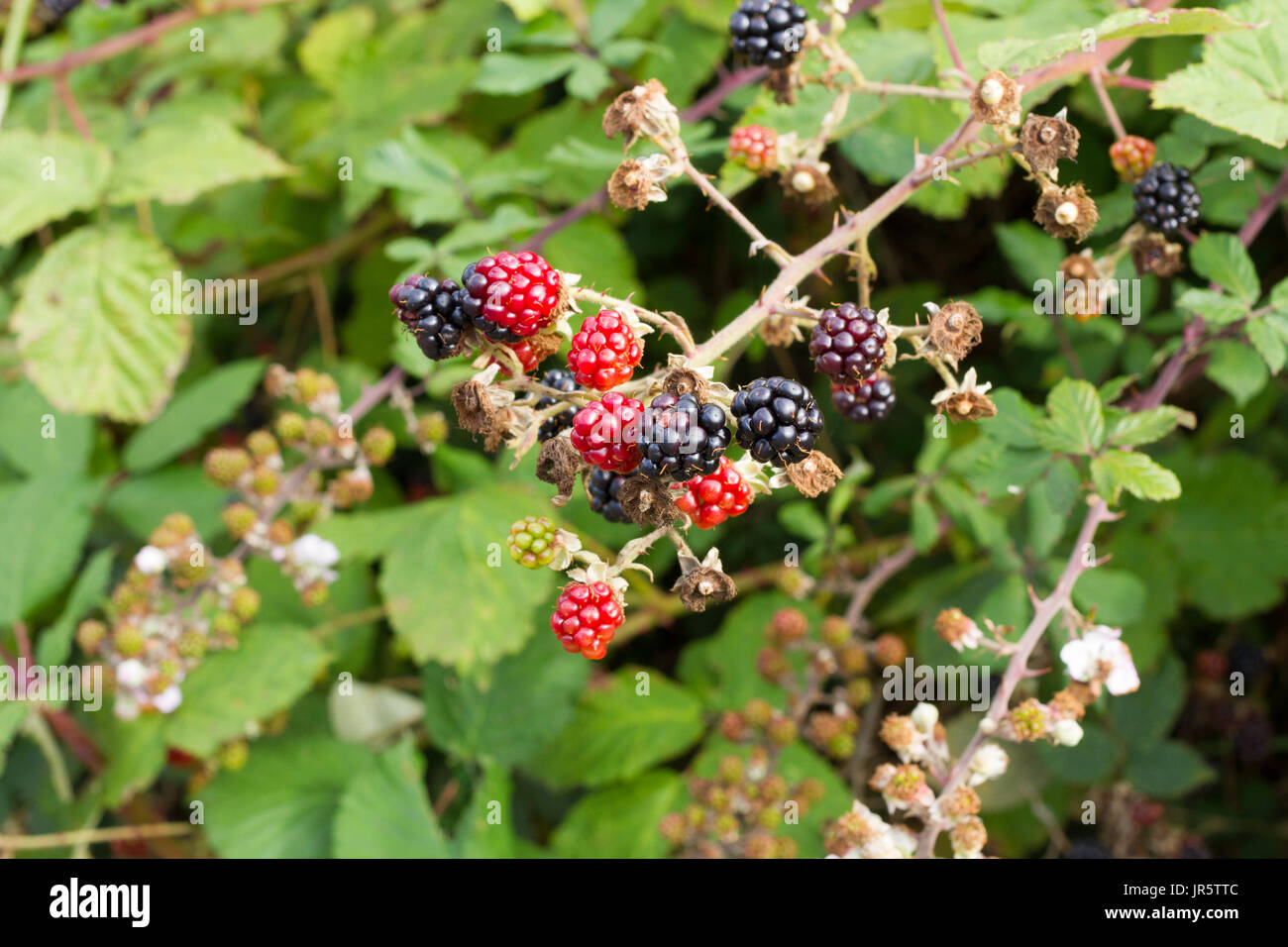Rubus brambles hires stock photography and images Alamy