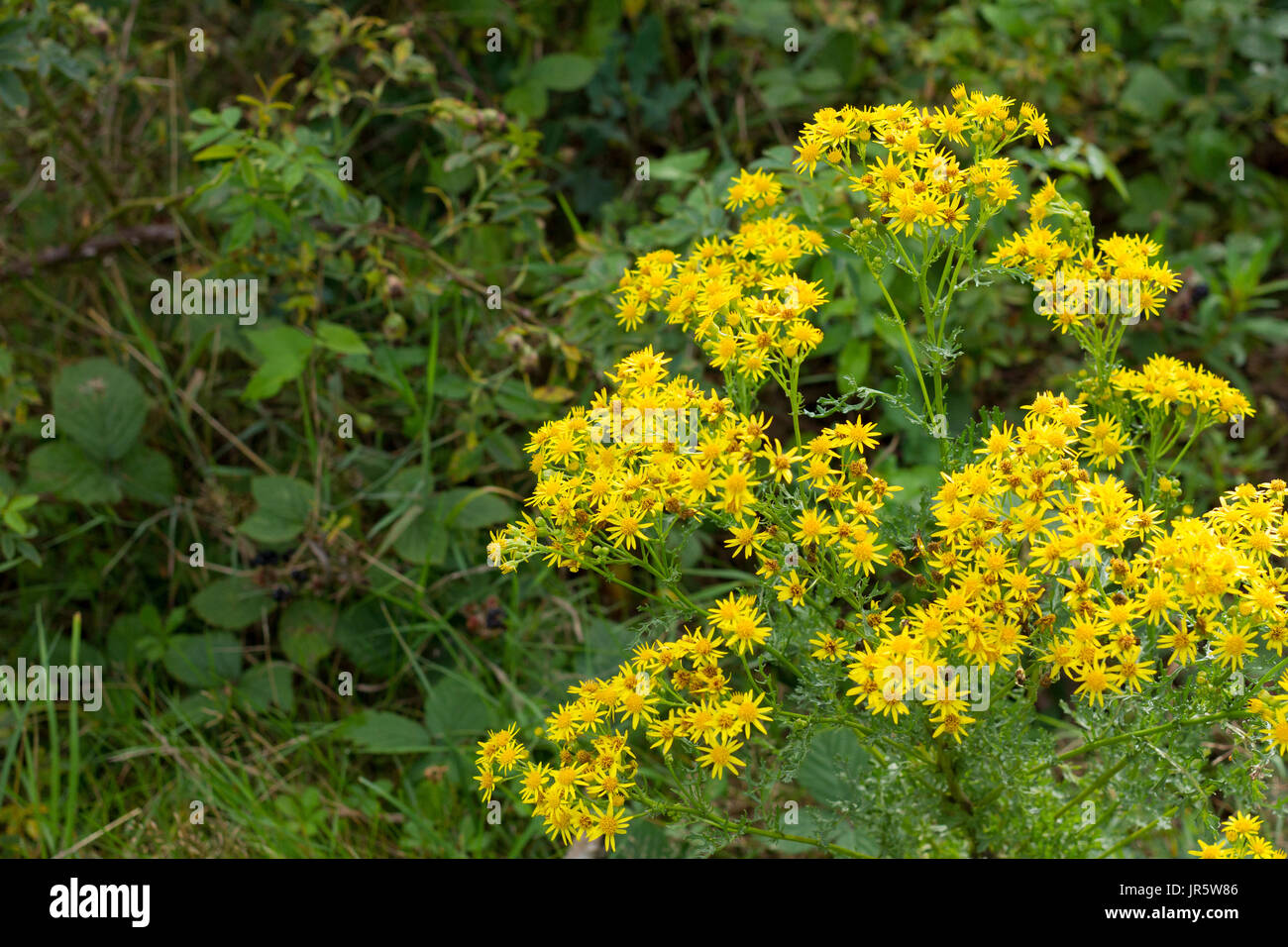 Common ragwort, senecio jacobaea, growing wild on common land, Turbary Common Nature Reserve, Dorset Stock Photo