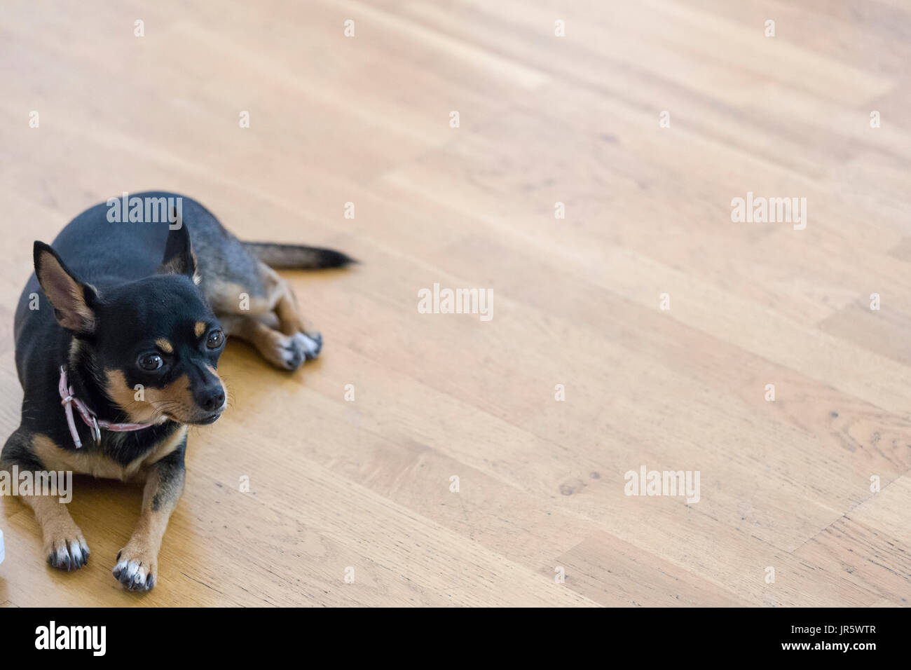 Cute black small female Chihuahua dog looking at camera laying down on wooden floor with plenty of copy space  Model Release: No.  Property Release: Yes. Stock Photo