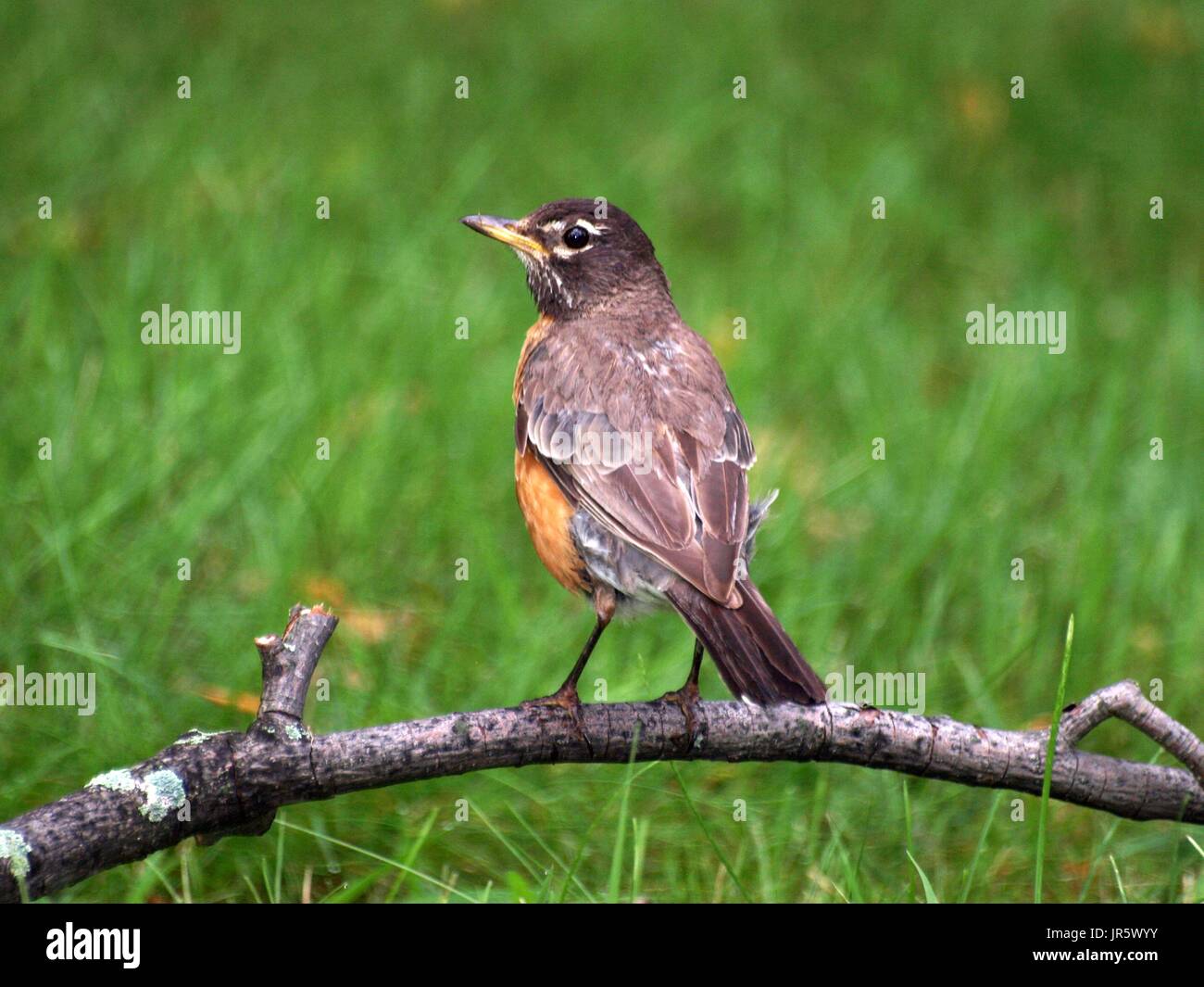 Robin standing on arched branch on ground in the grass Stock Photo