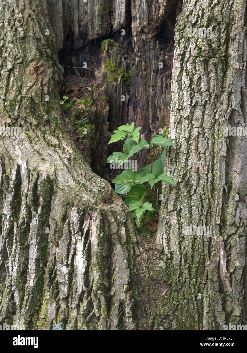 Sapling growing inside of trunk of large dead hollow tree Stock Photo