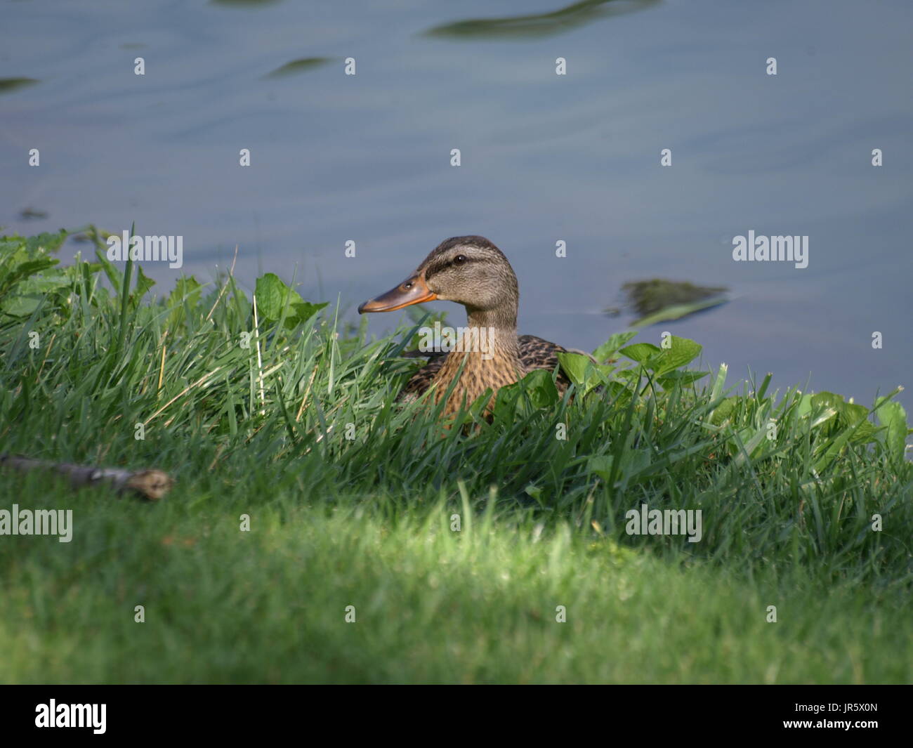 Brown duck mallard resting in grass at edge of lake, looking to the side Stock Photo
