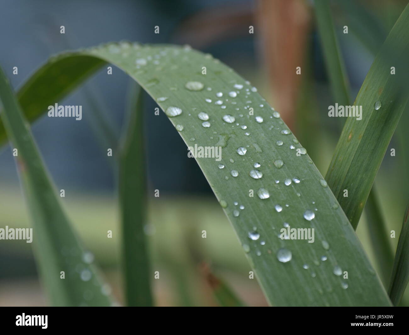large green plant stem with water droplets on it Stock Photo