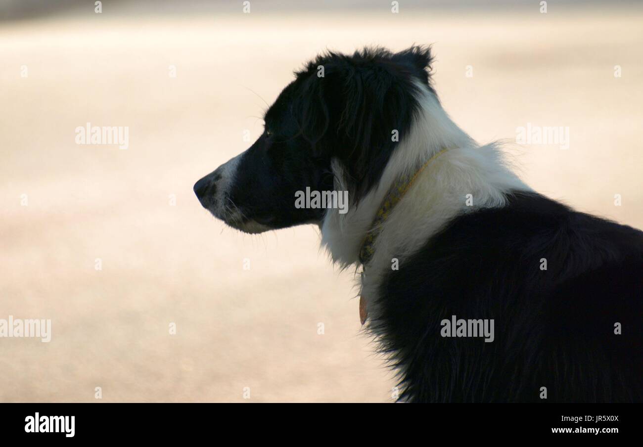 Black and white Border Collie dog with amber eyes close up shots Stock Photo