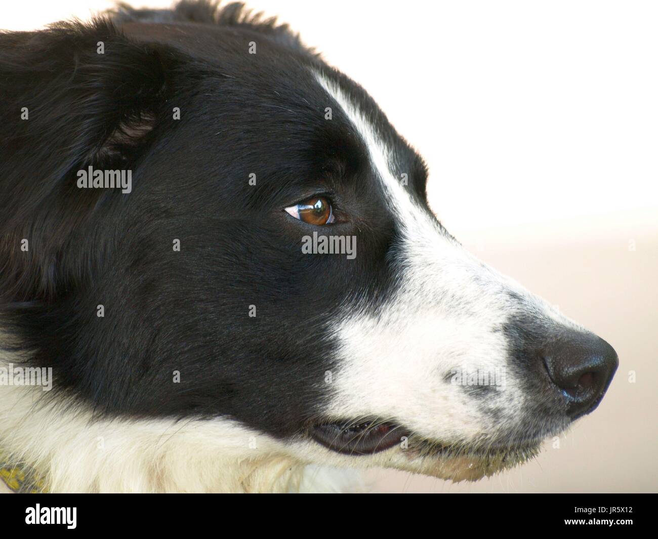 Black and white Border Collie dog with amber eyes close up shots Stock Photo