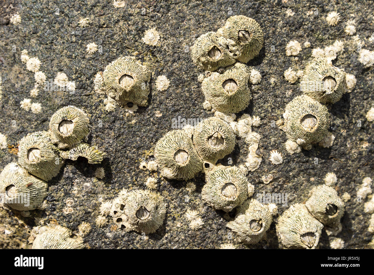 Ribbed barnacles (Tetraclita squamosa) on a rock in Martinique (Anse Figuier) Stock Photo