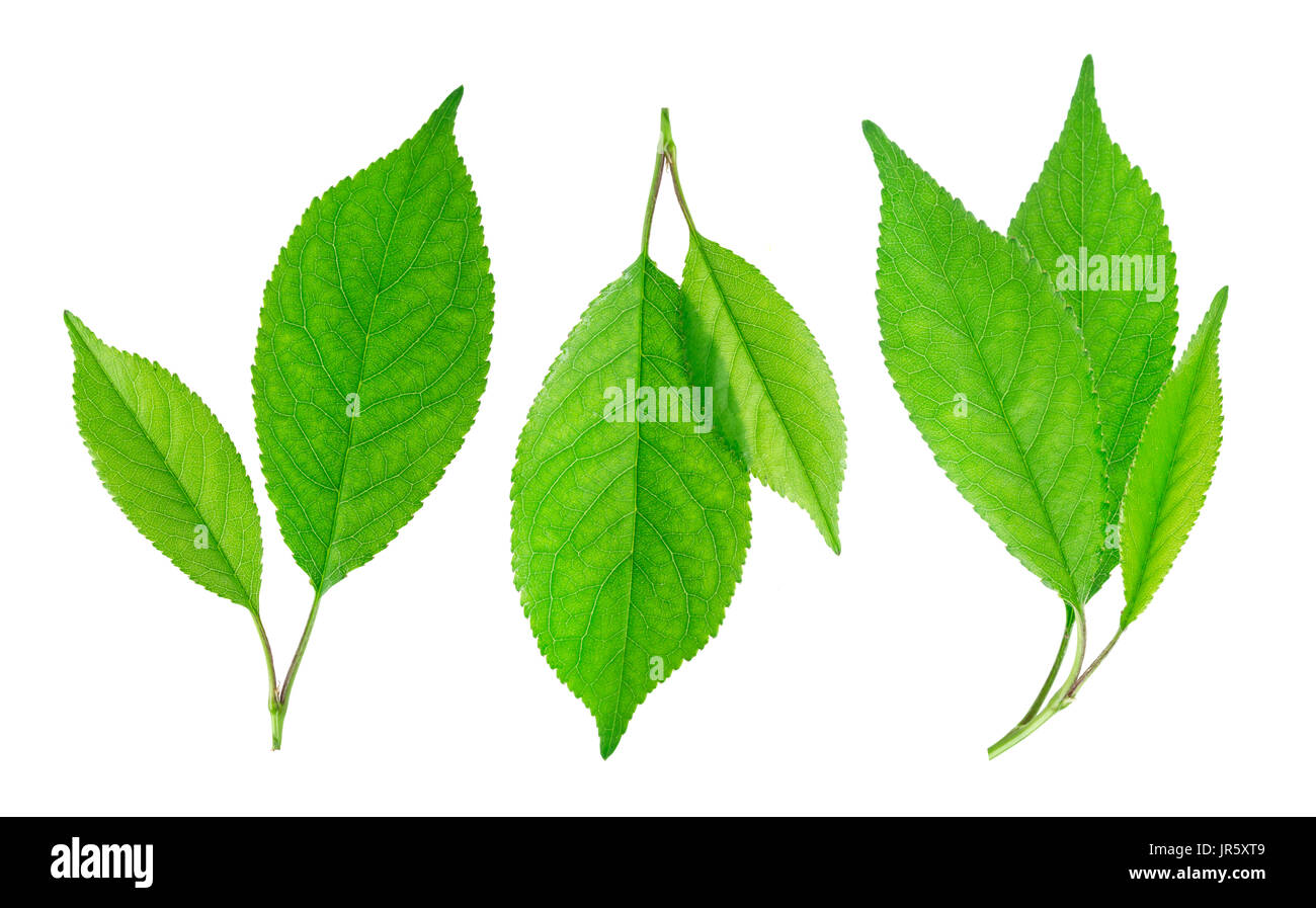 Cherry leaves isolated on white background Stock Photo