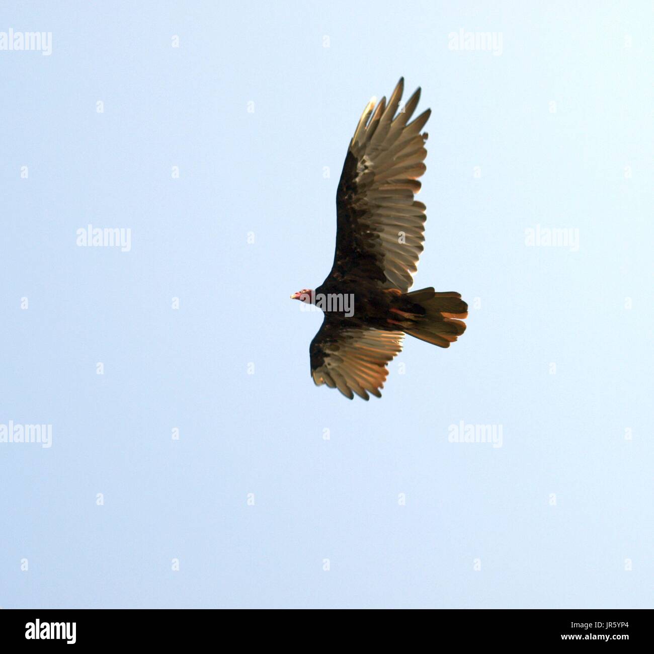 Turkey buzzard soaring in air against light blue sky backdrop Stock Photo