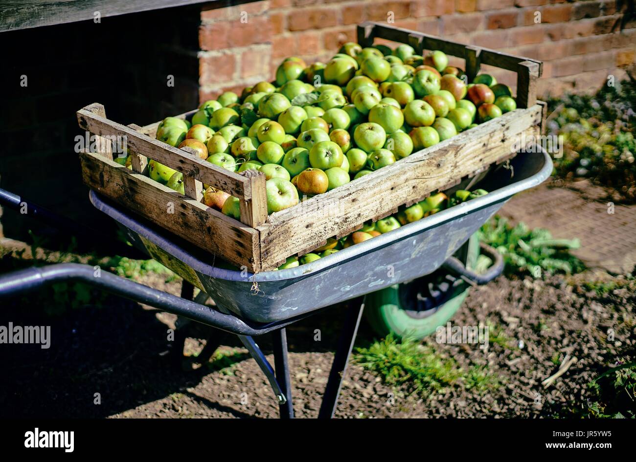 Apple Harvest in a wheelbarrow fresh from the orchard Stock Photo Alamy