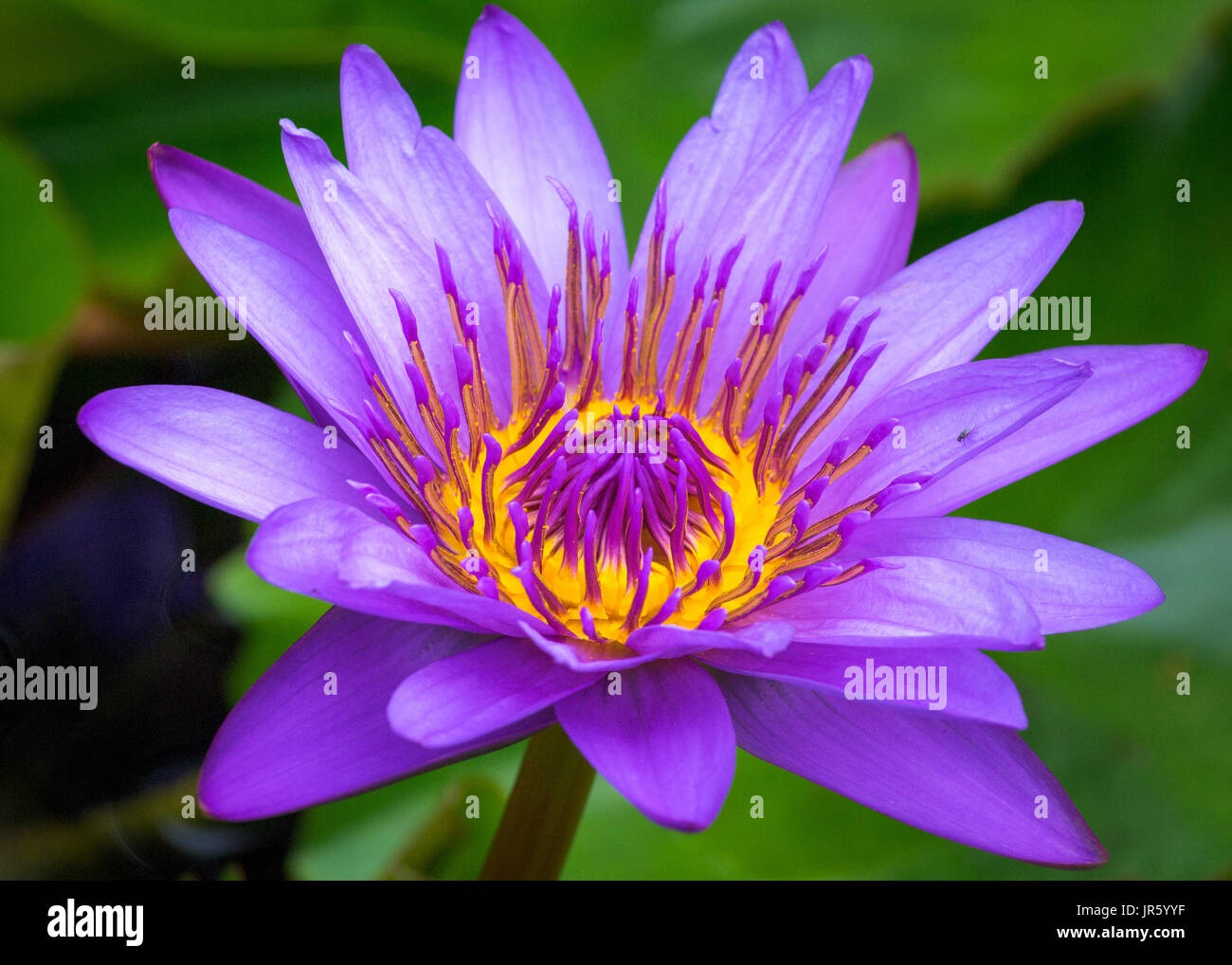 Purple yellow water lily flower hi-res stock photography and images - Alamy