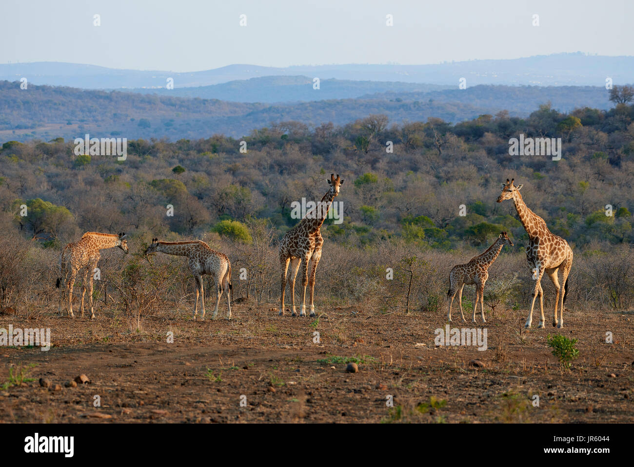 Giraffe (Giraffa camelopardalis), family group of adults and juveniles browsing on the hill slopes of northern KwaZulu Natal Stock Photo
