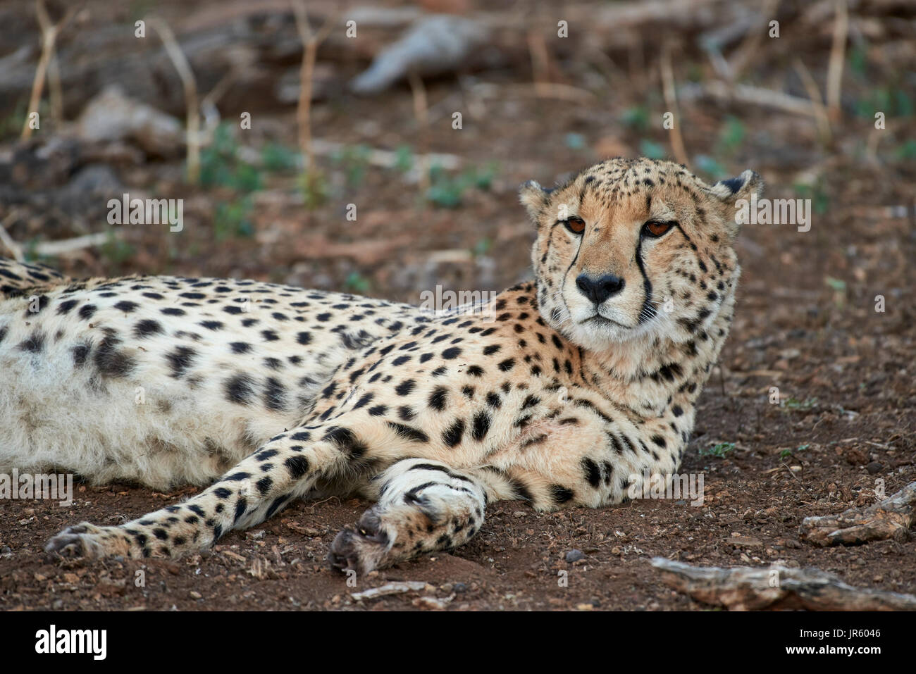 Cheetah (Acinonyx jubatus), young male lying on the ground after feasting on a kill Stock Photo
