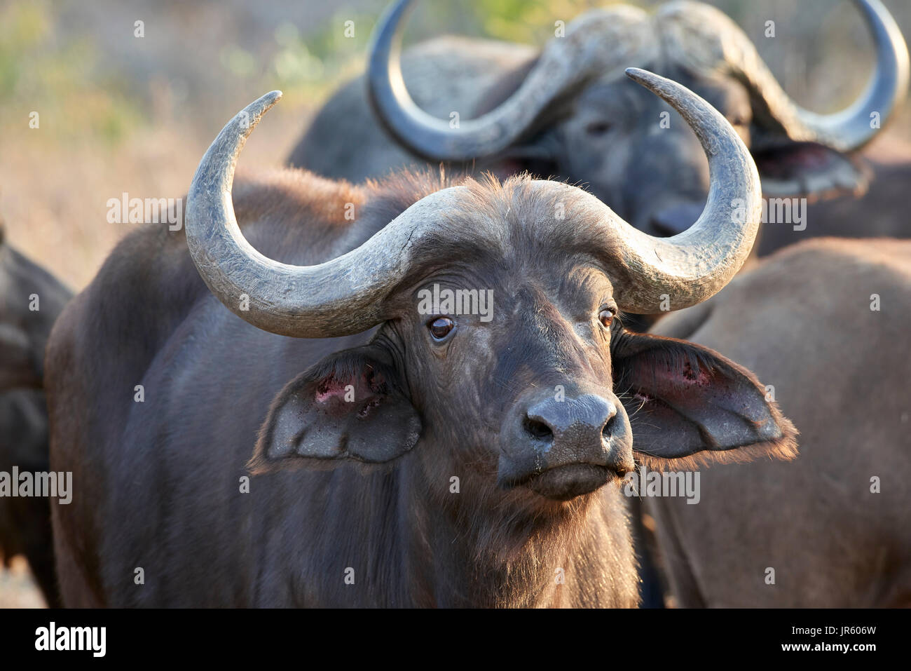 African Buffalo (Syncerus caffer)  - standing and staring with a threatening look Stock Photo