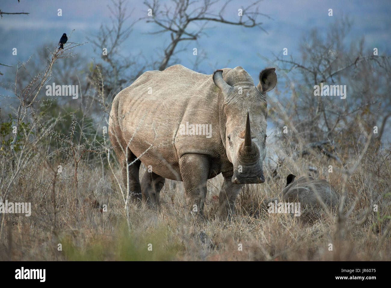 Square lipped Rhino (white) (Ceratotherium simum) - mother and calf standing in the African bushveld at dusk Stock Photo