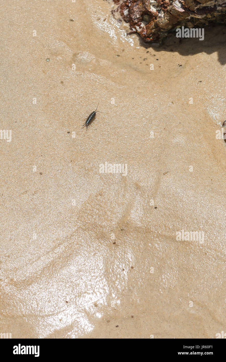 The sea Roach bug or sea slater (sea louse) on rough stone background by the beach Stock Photo