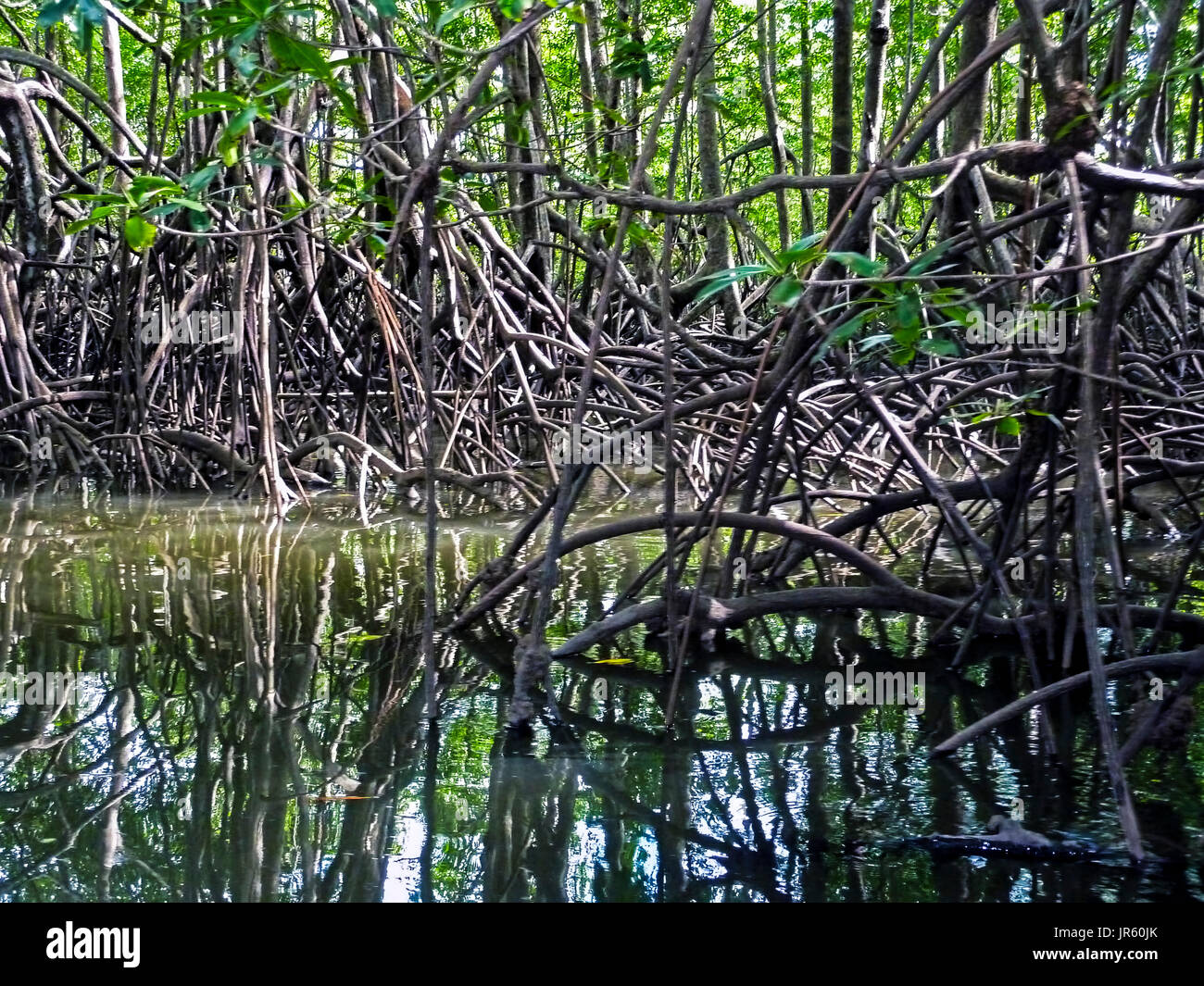 Biodiversity costa rica hi-res stock photography and images - Alamy