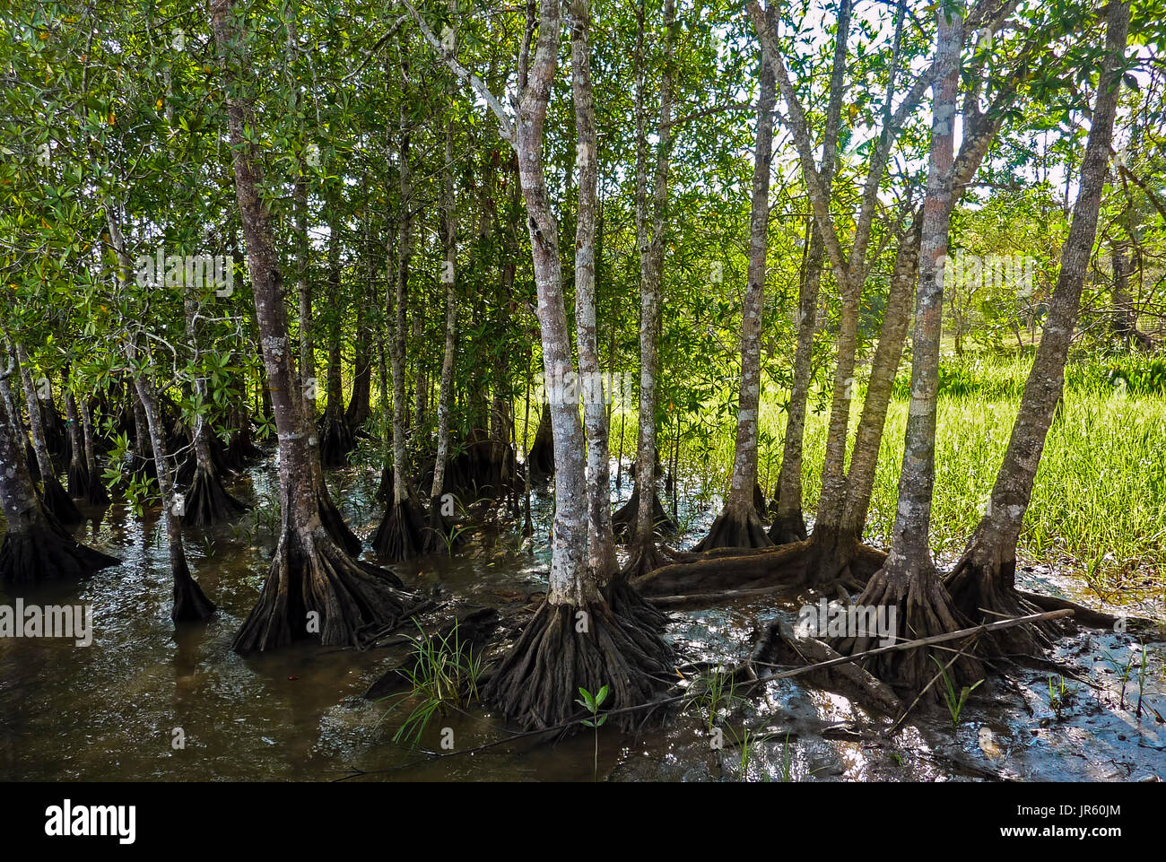 Mangrove forest in Costa Rica Stock Photo