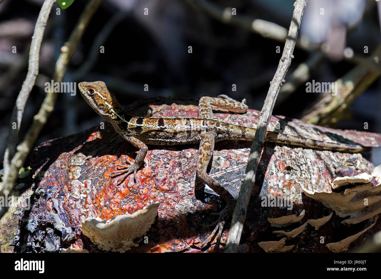 Female basilisk Lizard in Cahuita - Costa Rica Stock Photo