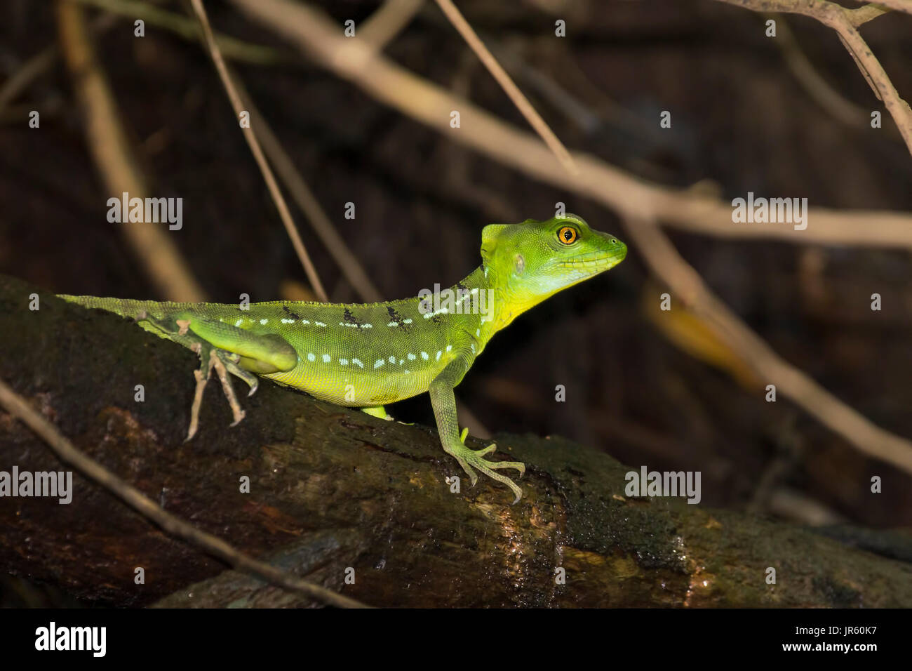 Female Emerald Basilisk Lizard in Tortuguero - Costa Rica Stock Photo