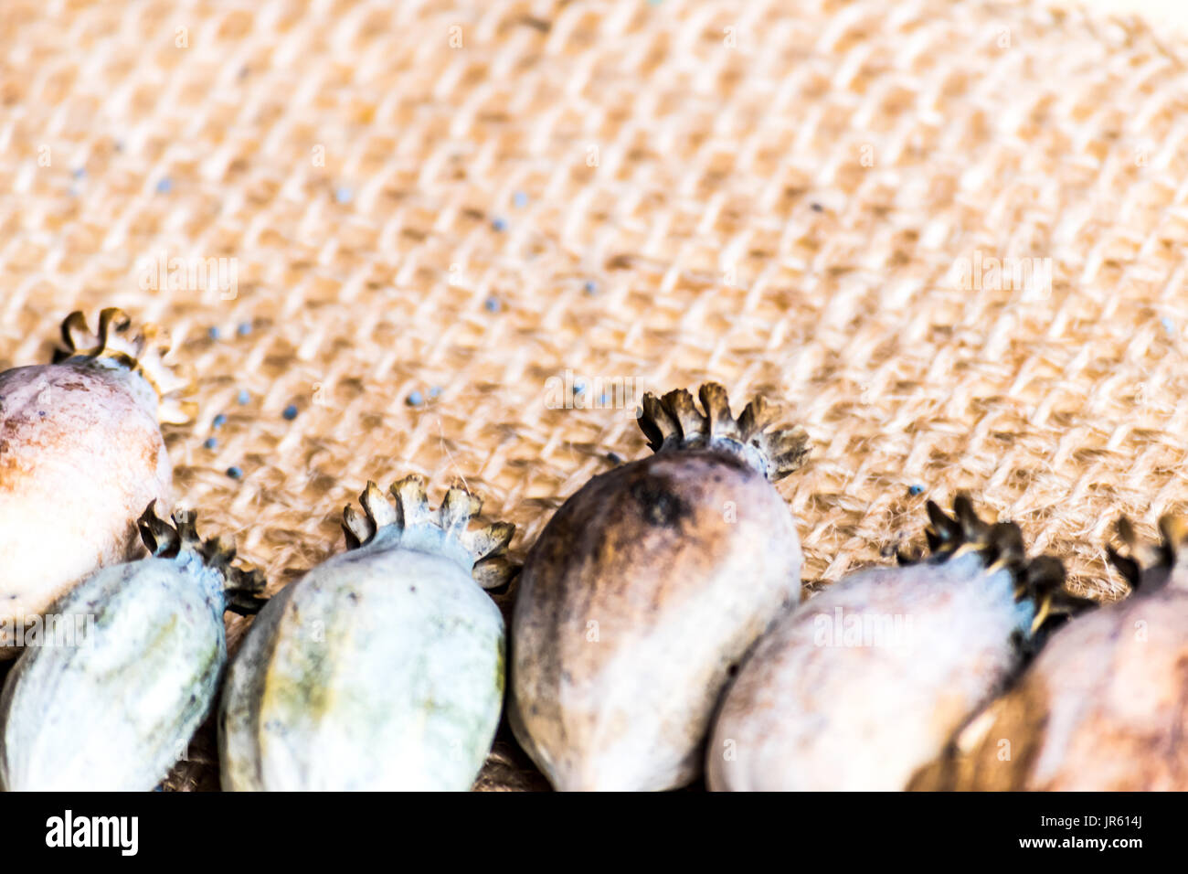Macro photography of poppy heads and poppy seeds on textile rustic ...