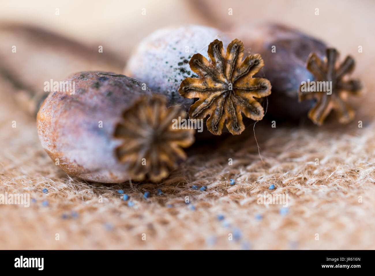 Macro photography of poppy heads and poppy seeds on textile rustic background Stock Photo Alamy