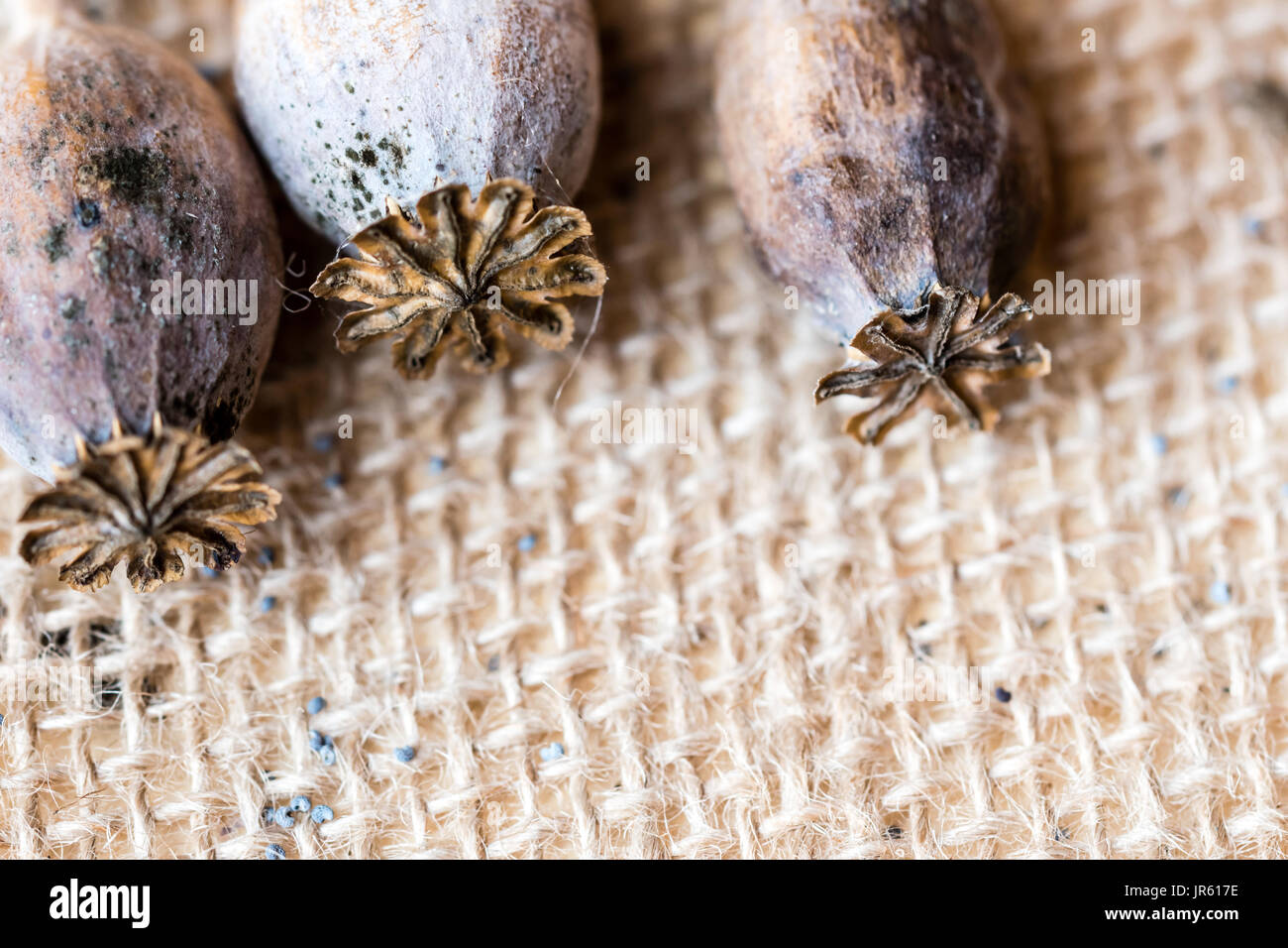 Macro photography of poppy heads and poppy seeds on textile rustic background. Stock Photo