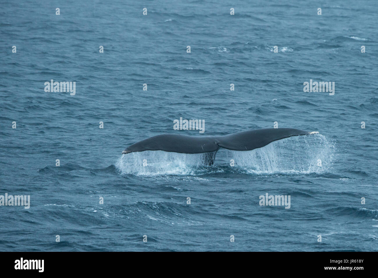 A rare Bowhead Whale shows its fluke whilst swimming. Arctic Ocean, Svalbard. Stock Photo