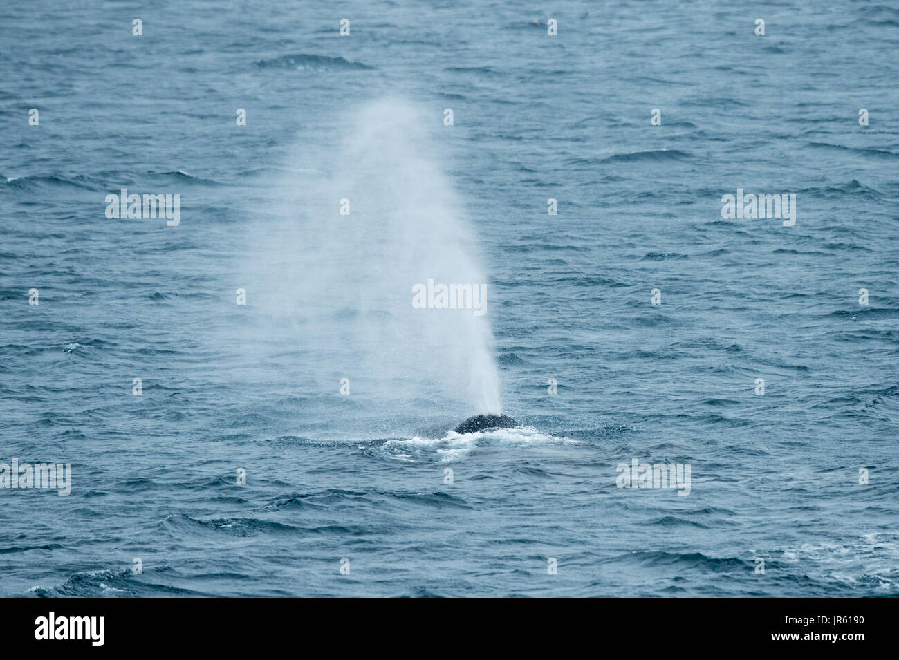 A Bowhead Whale breathing. Its blow can be 6-meter high. Arctic Ocean, Svalbard. Stock Photo