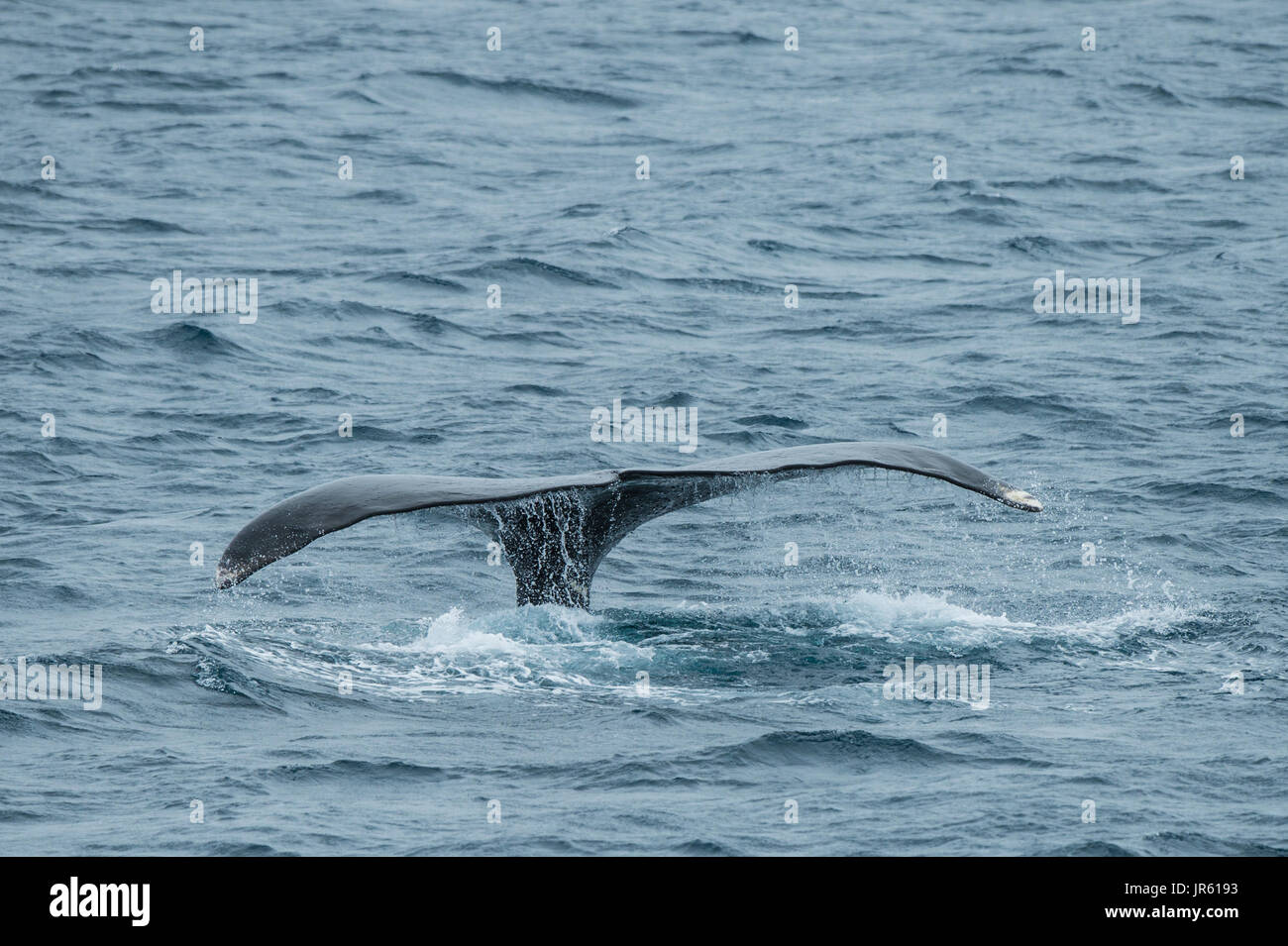 Bowhead Whale swimming and showing its fluke in the Arctic Ocean. Stock Photo