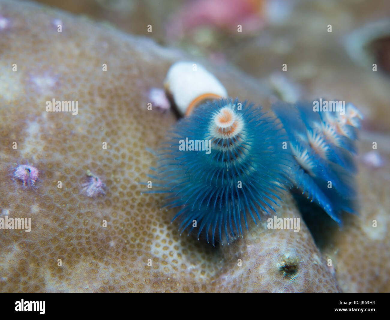 Christmastree Worm High Resolution Stock Photography and Images - Alamy