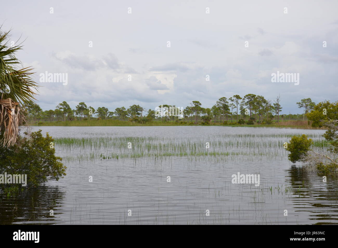 Florida woodlands and the wetlands wildlife habitats Stock Photo