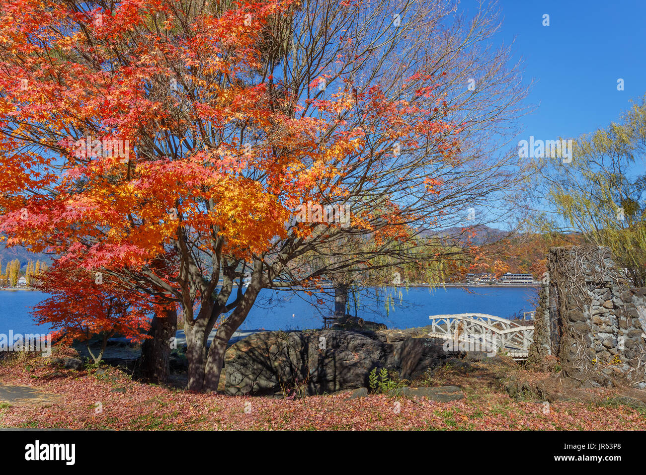 Red Maple leaves in autumn at Kawaguchiko Lake Stock Photo - Alamy