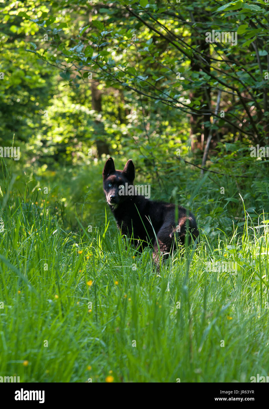 Black dog in the woods hi-res stock photography and images - Alamy