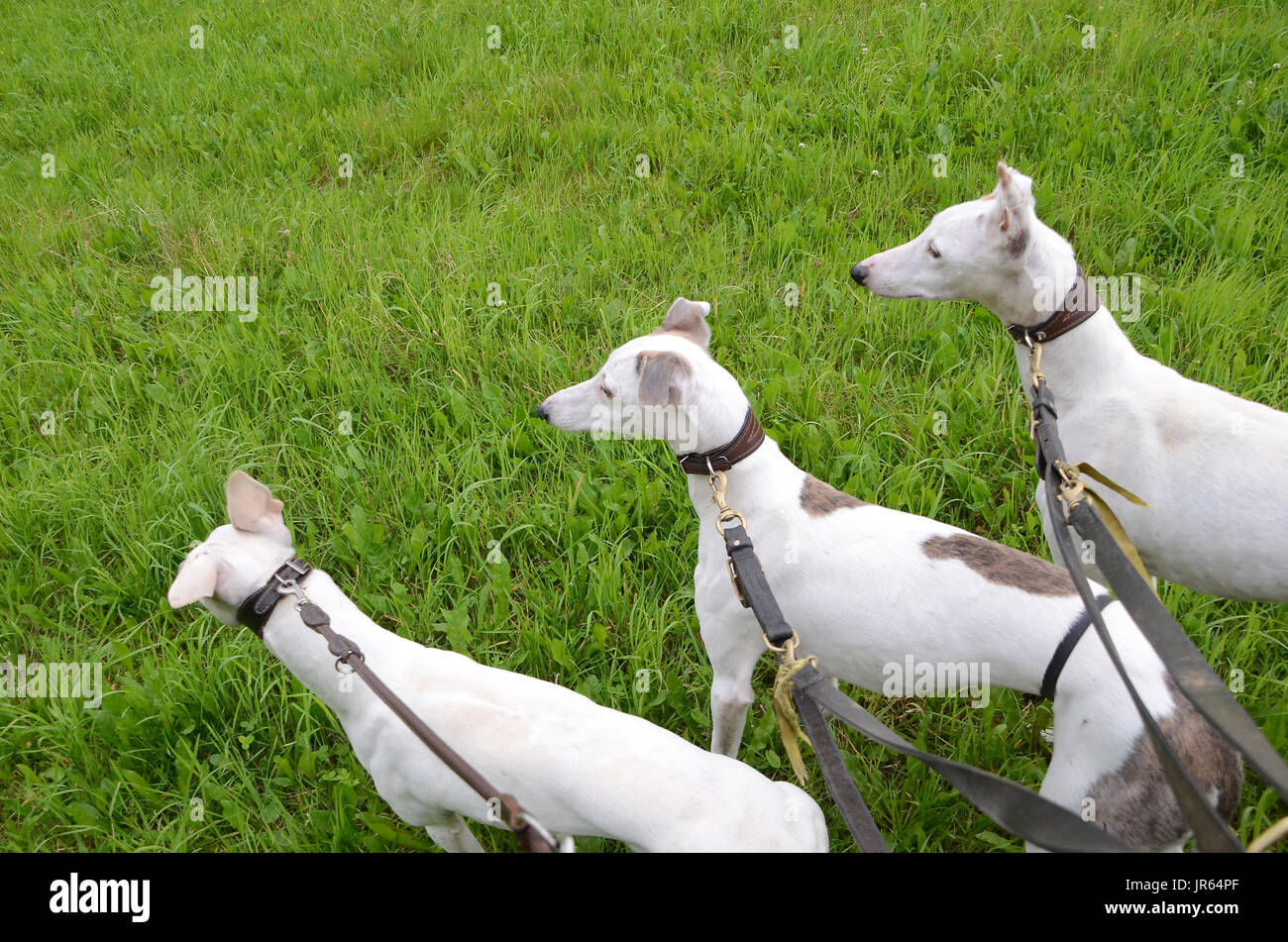 Three attentive dogs stand loking in same direction on a grass field