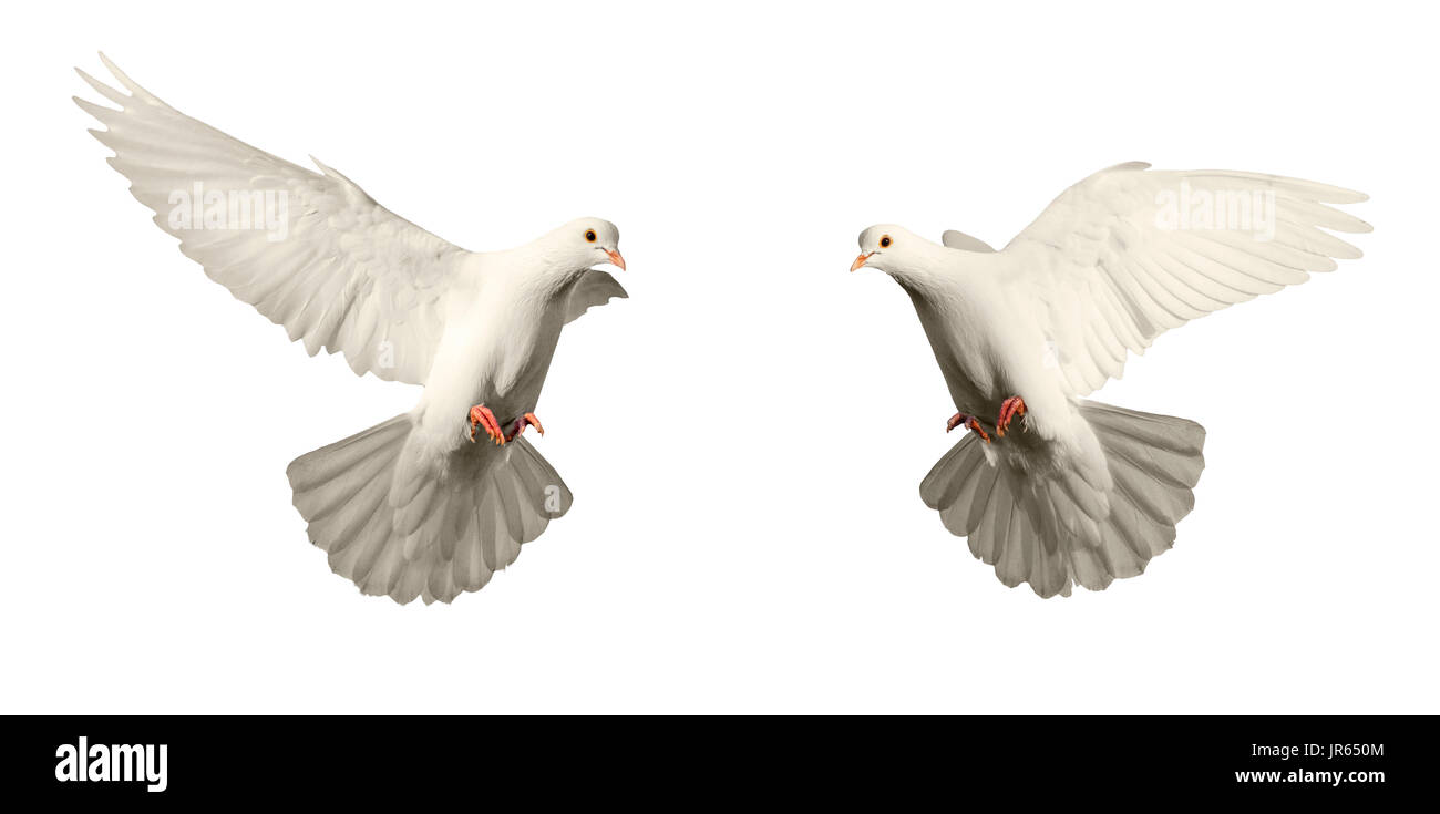 symbol of purity and love of two white pigeons , bird of peace