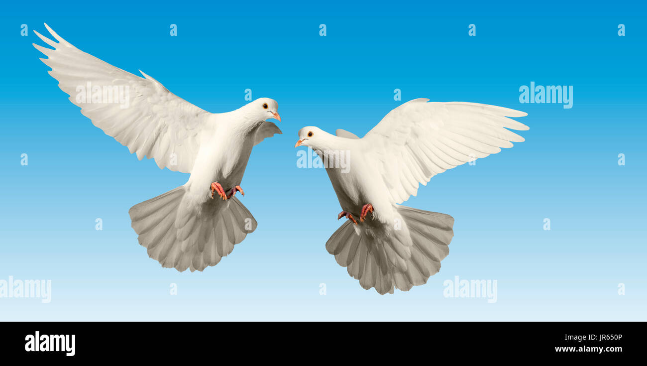 Friendship and mercy in the form of white pigeons , bird of peace
