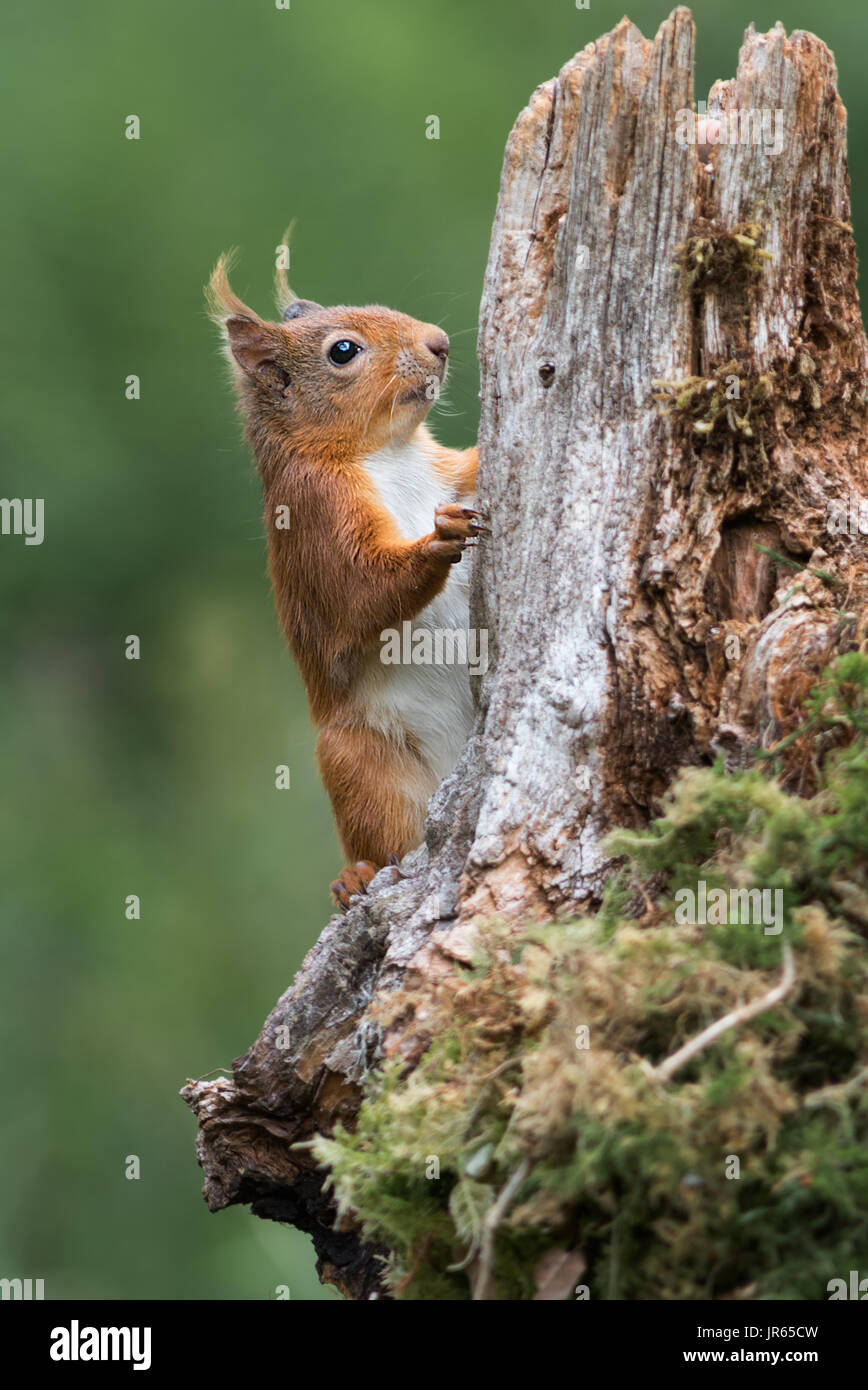 Detailed study close photograph or a red squirrel climbing up an old log tree in upright vertical format Stock Photo