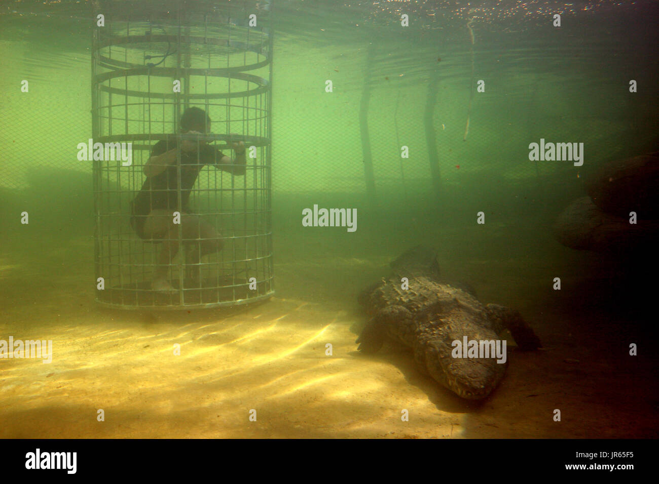 Cage Diving with crocodiles in South Africa Stock Photo