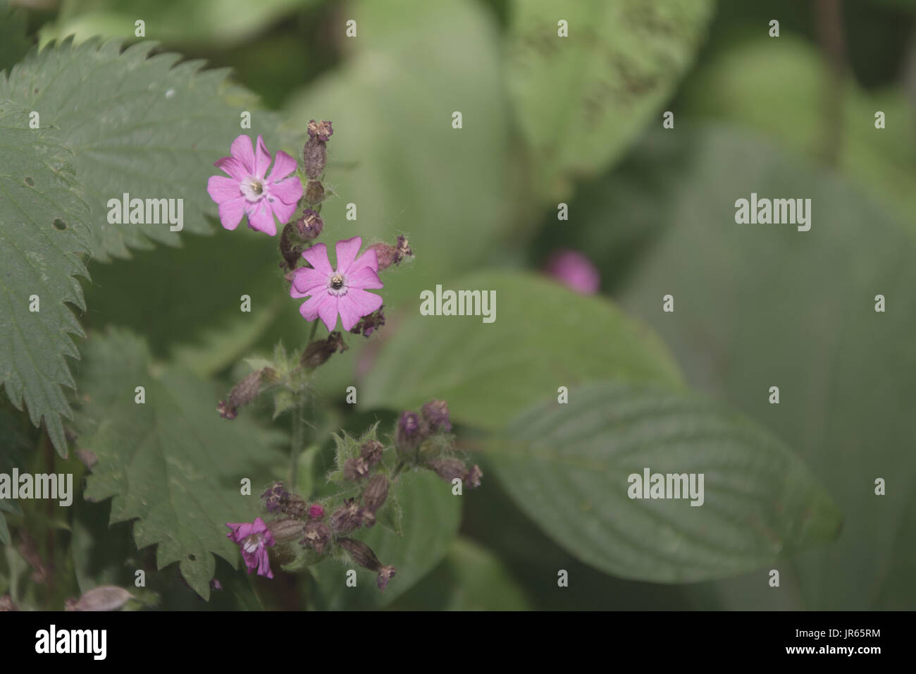 Beautiful pink flowers green hi-res stock photography and images - Alamy