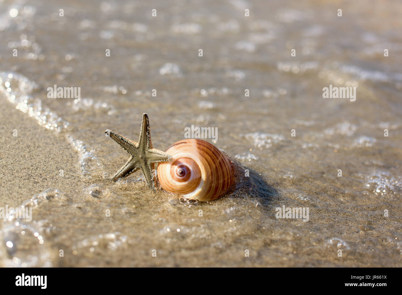 Spiral sea ocean deep shell hi-res stock photography and images - Alamy