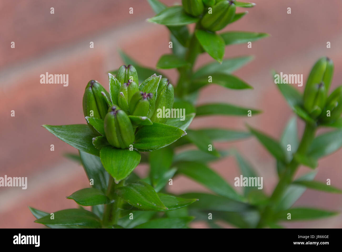 close up image of lily buds in the garden with a blurred brick wall background Stock Photo