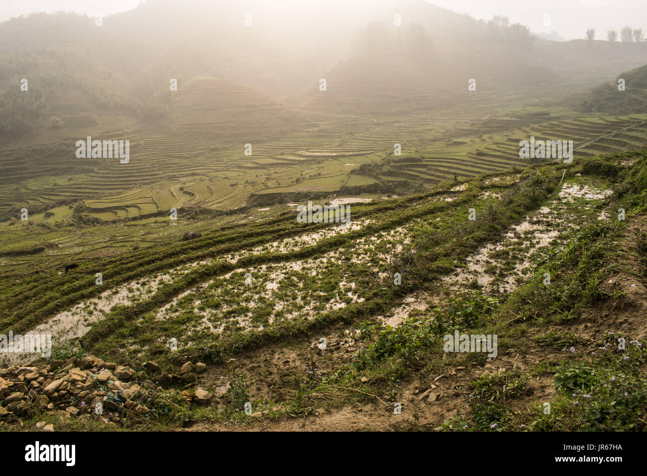 Saba Rice Fields Sapa rice fields Stock Photo - Alamy