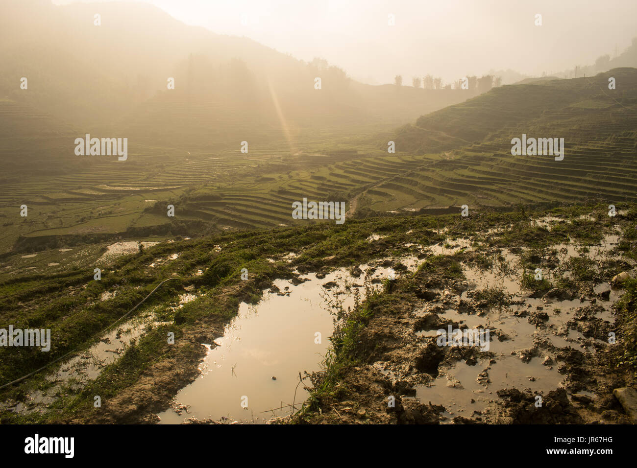 Saba Rice Fields Sapa rice fields Stock Photo - Alamy