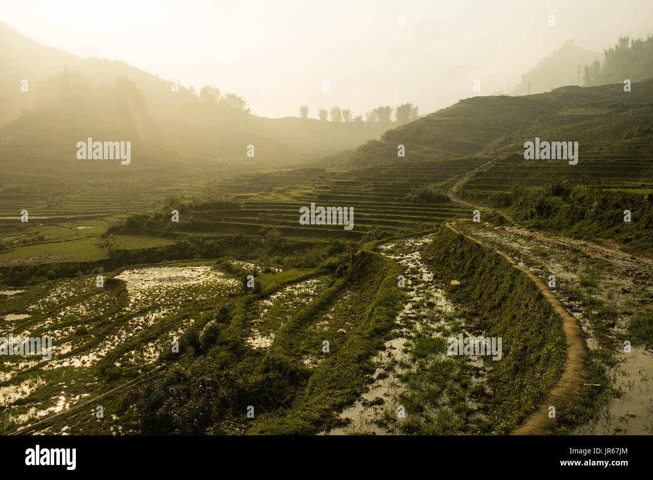 Saba Rice Fields Sapa rice fields Stock Photo - Alamy
