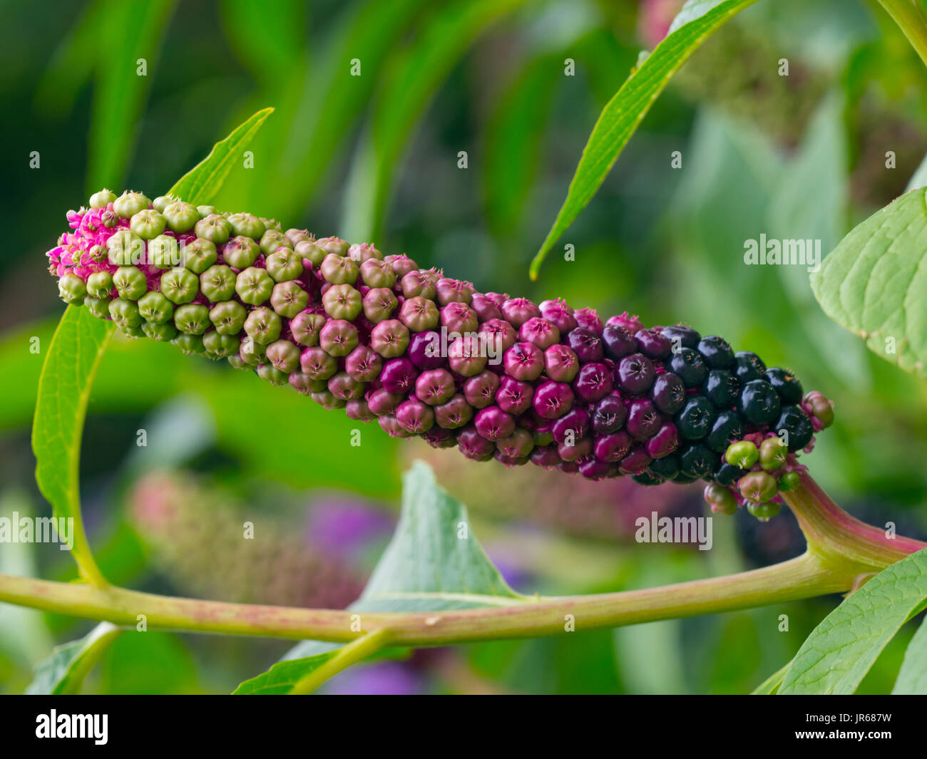 American Pokeweed Plant Phytolacca americana fruiting bodies Stock Photo